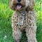 Cockapoo