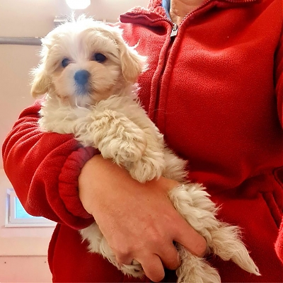Maltipoo
