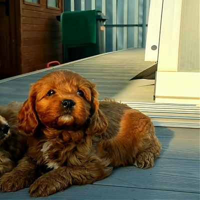 Cavapoos