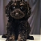Cockapoo