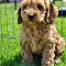 Cockapoo