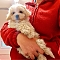 Maltipoo