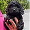Cockapoo