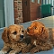 Cavapoos
